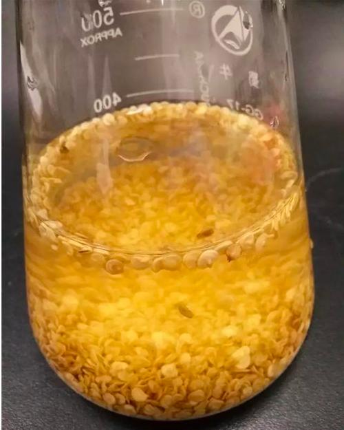 辣椒炭疽病又来了,叶片,果实受害严重?你需要加强以下6项管理