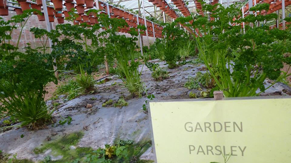 适合养在阳台且不招虫的植物,阳台上最易养的香草植物