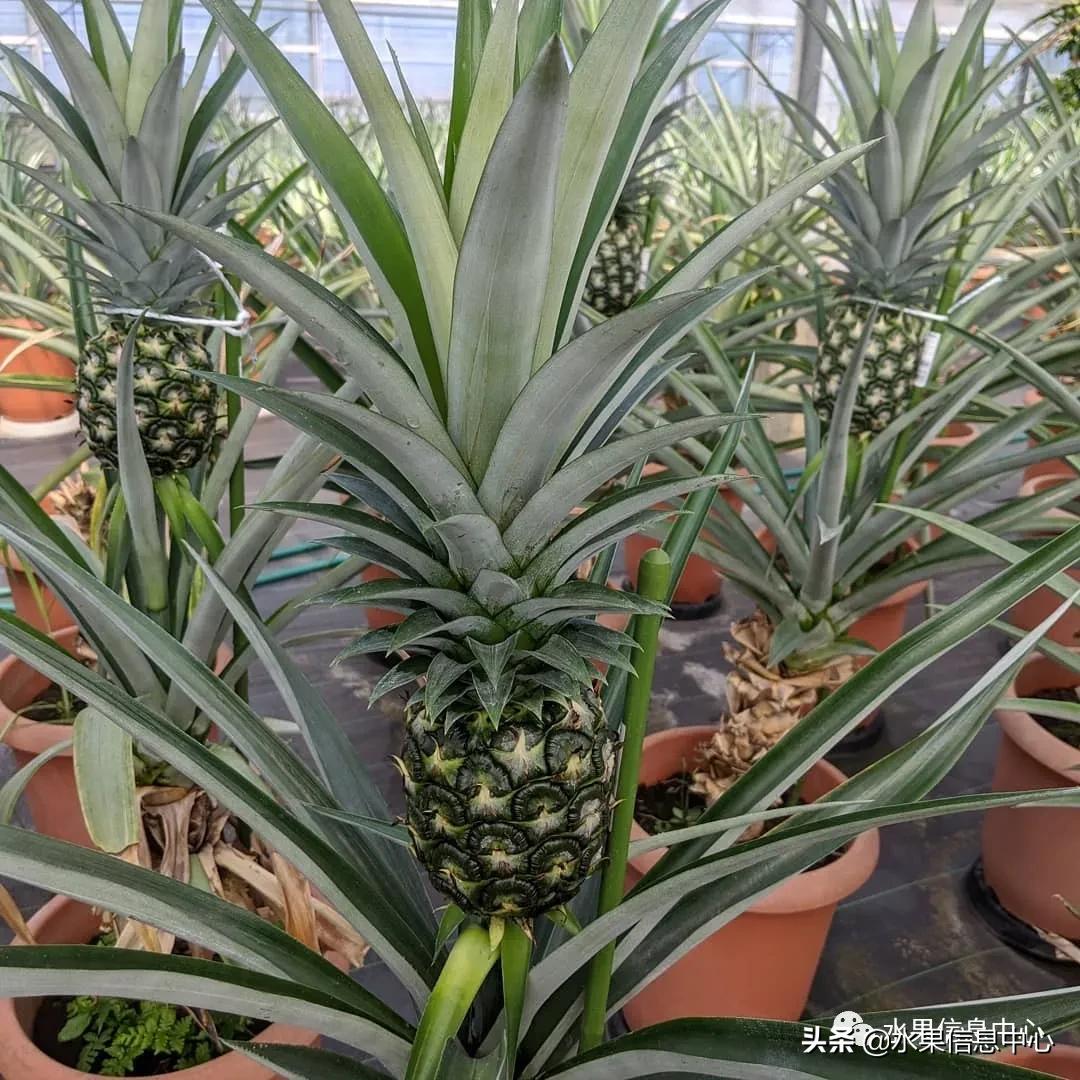 日本农业发达到什么程度?荔枝、香蕉、菠萝竟然用温室来种