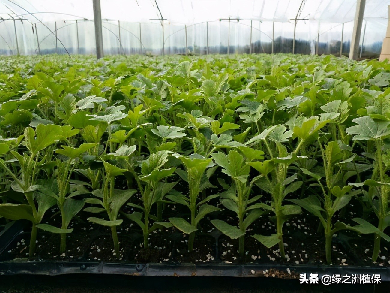 四大妙招提高西瓜种植效益,种植西瓜技巧小视频