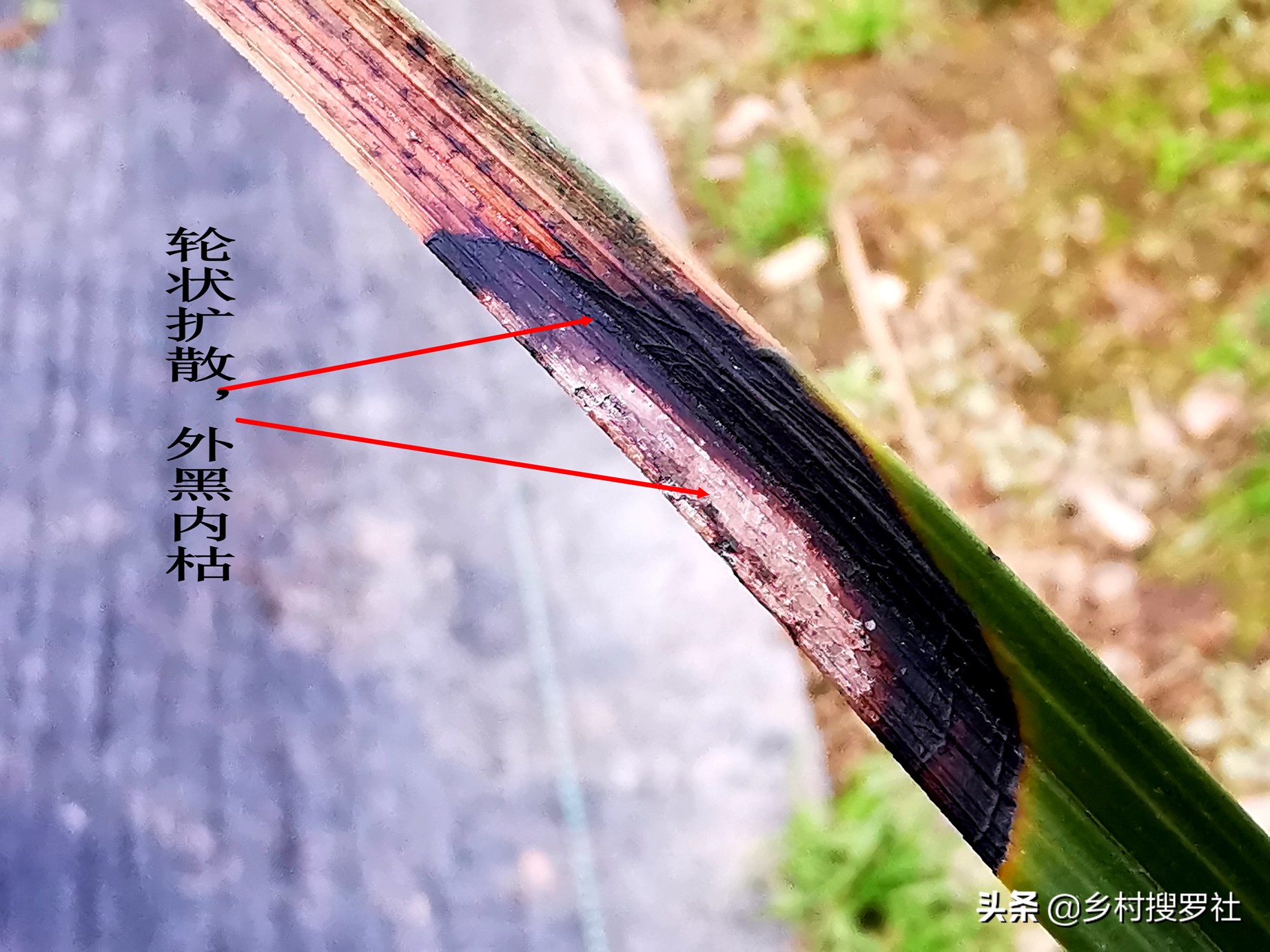 兰花得了炭疽病怎么治,兰花得了炭疽病怎么办