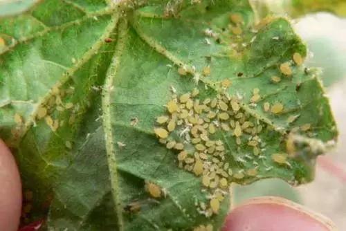 常用农药药剂特性大汇总，千万别错过！！！值得收藏