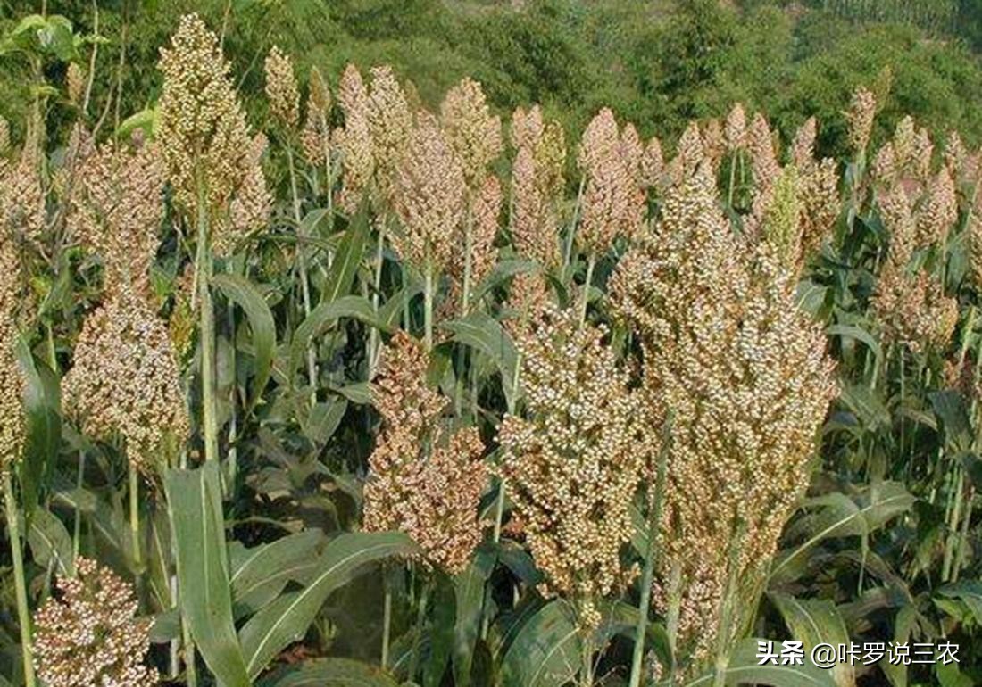 高粱得了黄蚜用什么药,高粱根蚜的防治方法