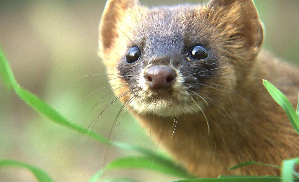 为什么凶悍的黄鼠狼看到鹅却害怕,猖狂的黄鼠狼