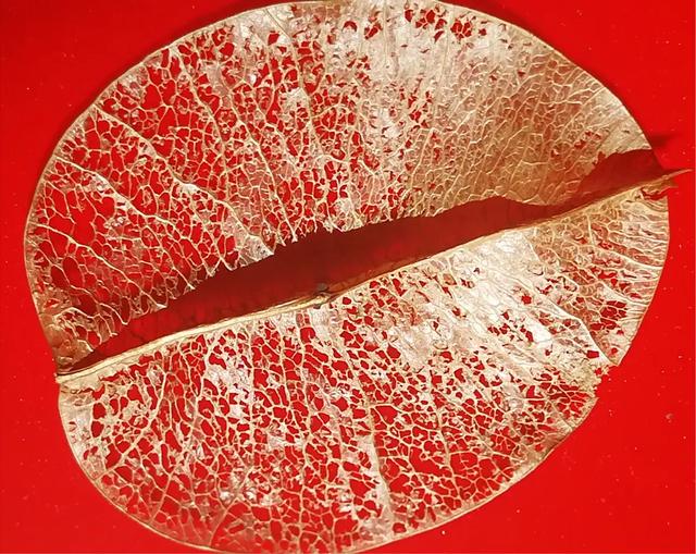 手拍世界微信公众号,手拍世界283期