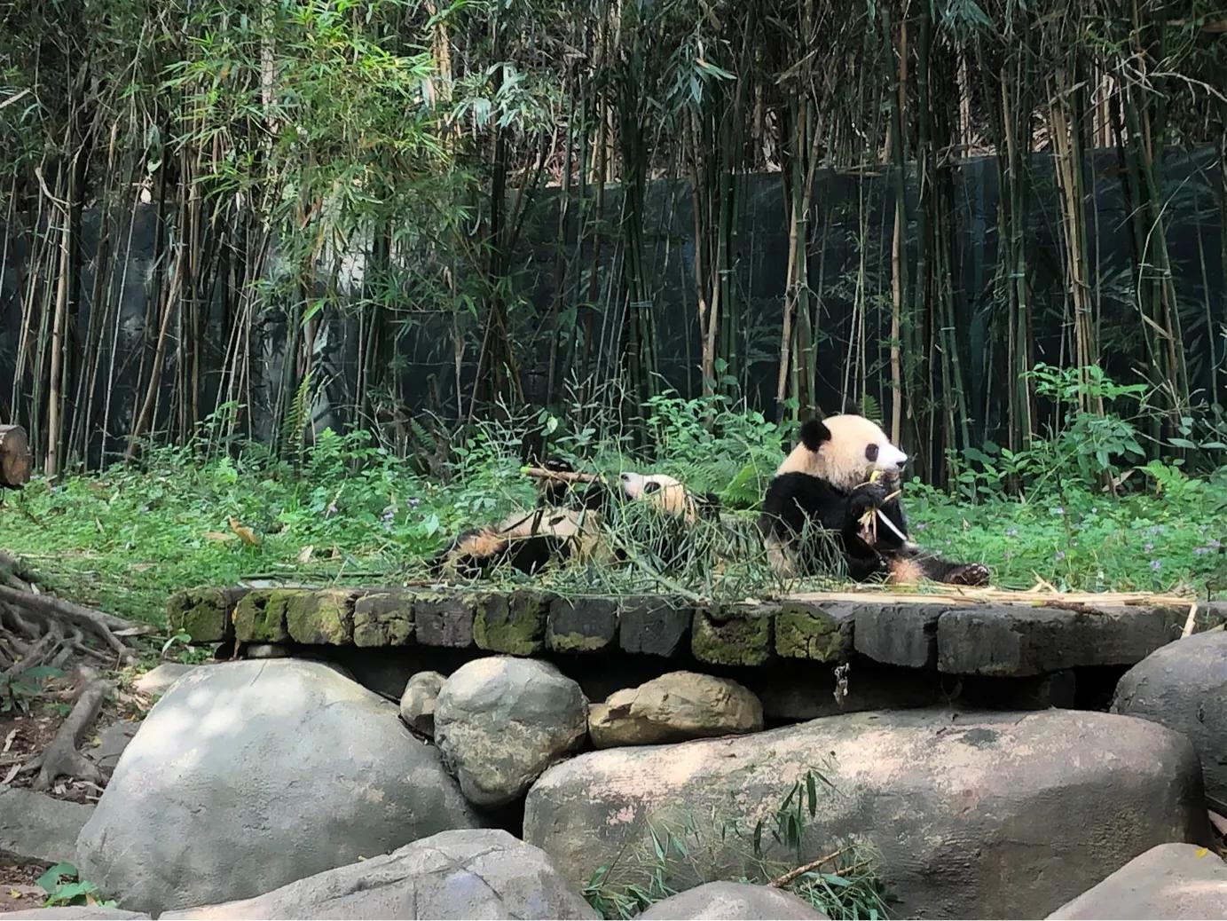 暑期广州长隆野生动物世界门票,长隆海洋王国和野生动物园门票