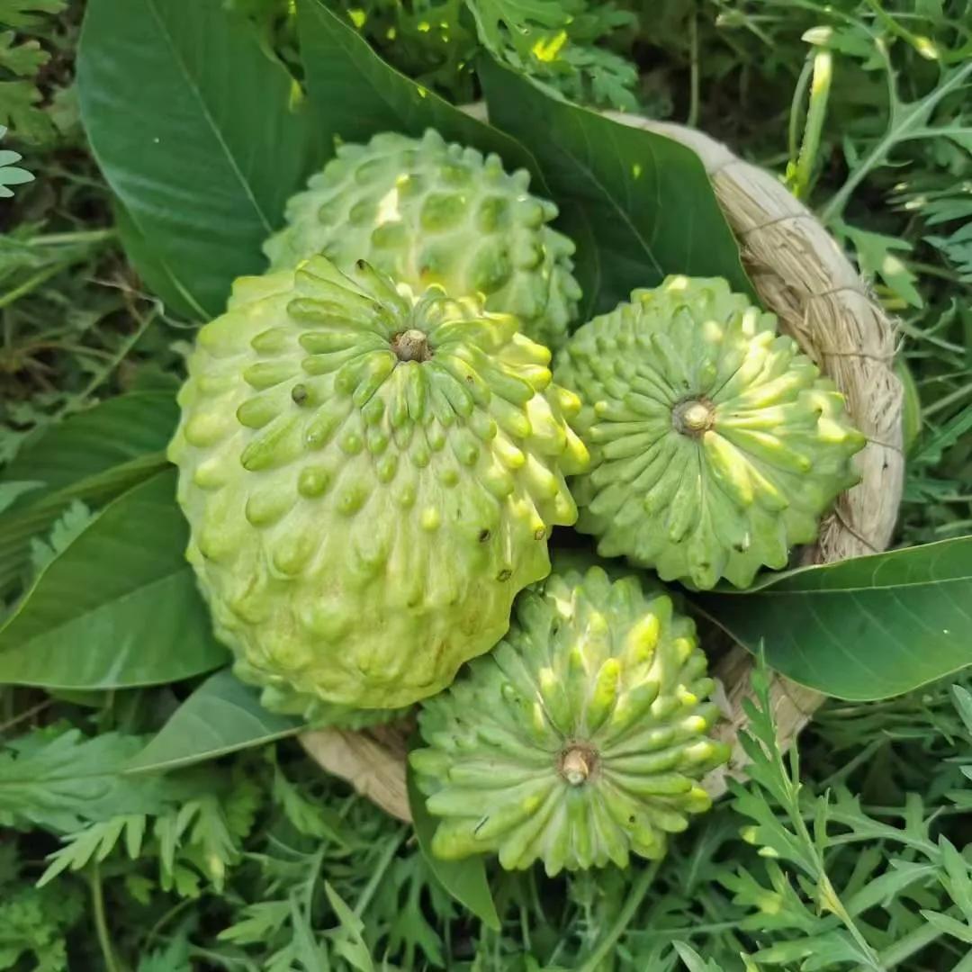 热带水果王国攀枝花,攀枝花一年四季有哪些水果