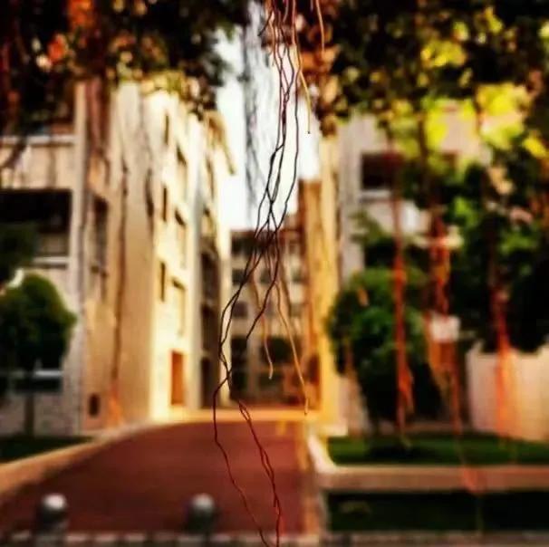 东莞市虎门外语学校中考喜报,东莞虎门外语学校2023高考喜报