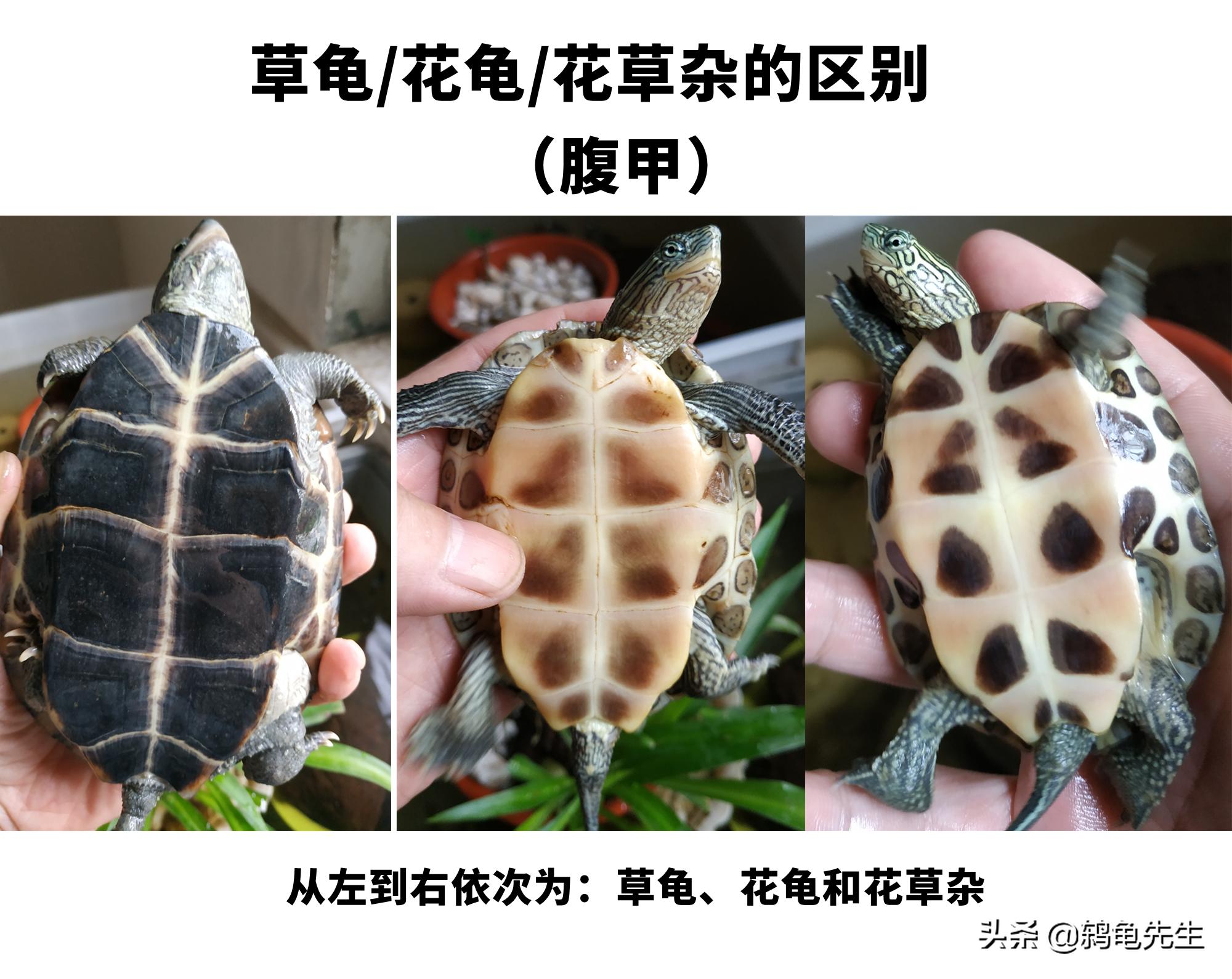 乌龟中草龟的种类介绍及图片大全,怎么辨认草龟和花龟的区别