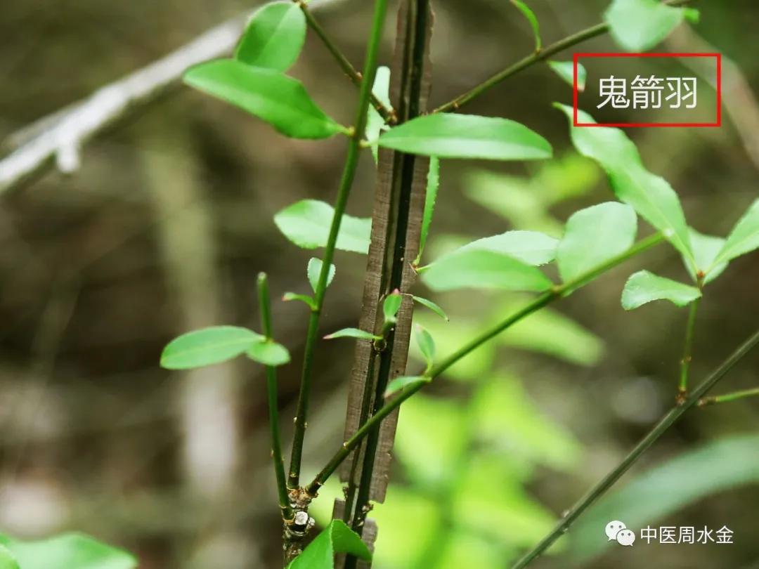 品味本草之美（第一季）