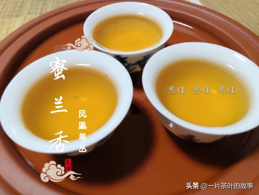 凤凰单丛入门标杆,全方位了解凤凰单丛