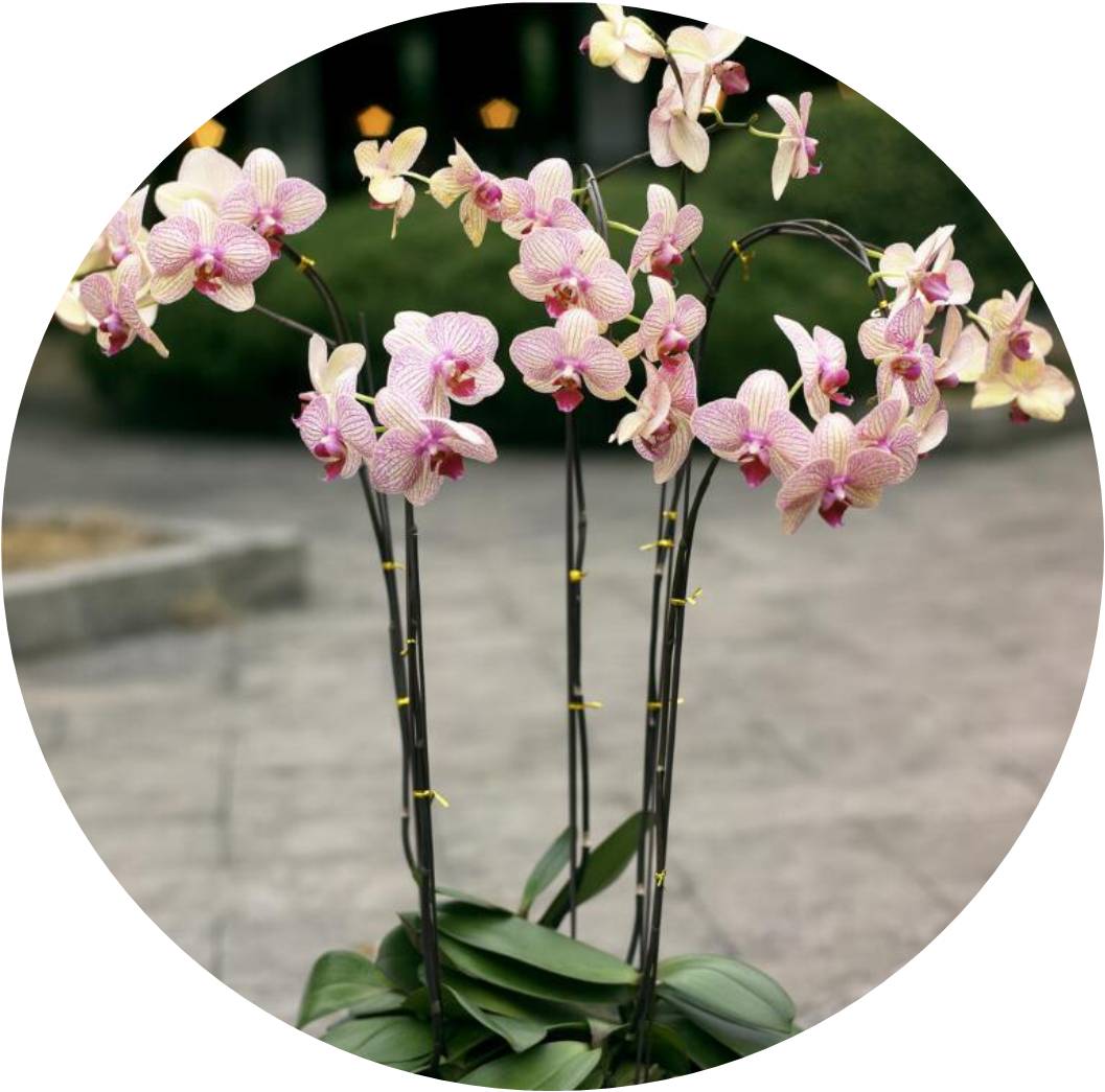 菊竹梅兰图欣赏,花中四君子的兰花图片