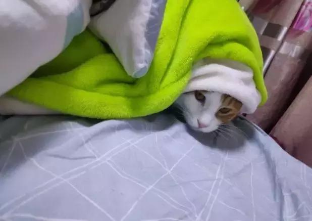 怎么惹猫生气很愤怒,惹猫生气的方法