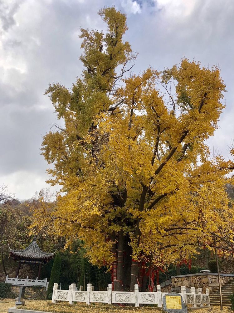 临沭冠山银杏树,临沭冠山道教