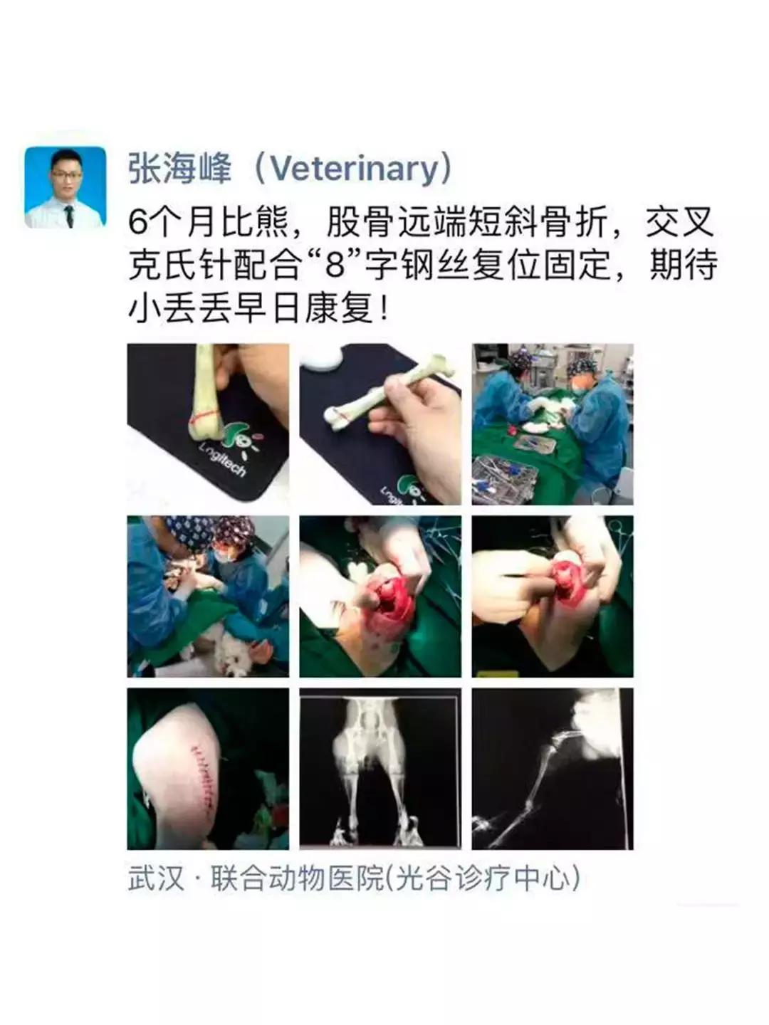 猫咪狗狗骨折了怎么办？扒一扒宠物“骨子里”的那些事