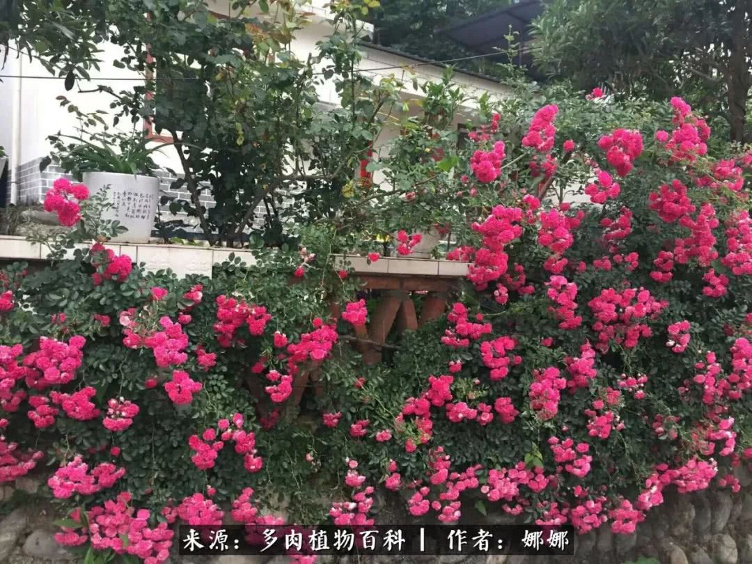 篱笆花开情常在，守你一生不变！