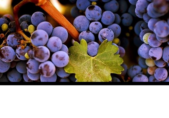 葡萄的管理方法技术视频教程,葡萄的管理方法视频