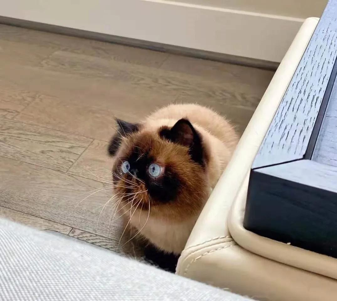 猫咪长了像胡子一样的毛 (为什么一个月多的猫咪毛发很凌乱)