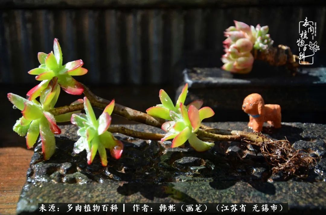 听音乐赏多肉,听音乐赏花赏美景