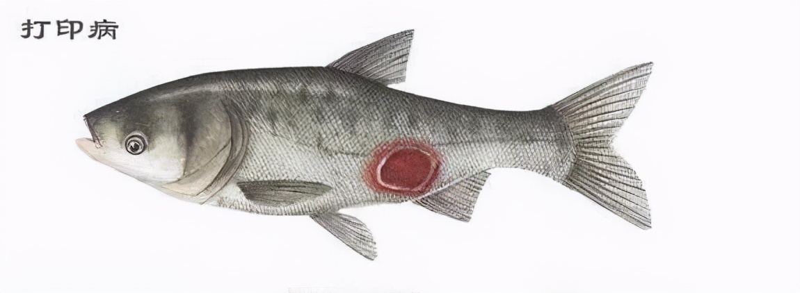 养殖的鱼烂身怎么治,养殖鱼烂鳞烂肉是怎么回事