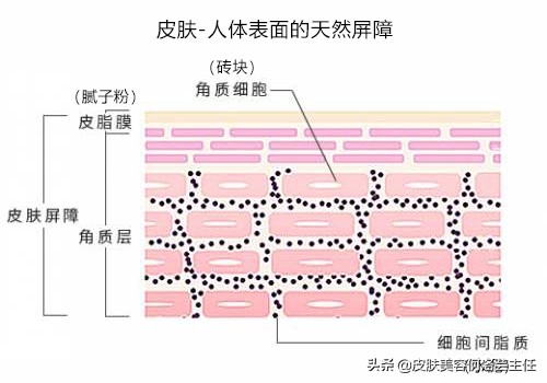 皮肤屏障受损怎么急救,皮肤屏障受损发红发烫用什么修复