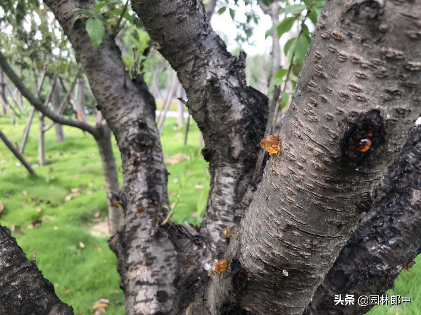 植物流胶病的防治办法,流胶病导致枝条干枯