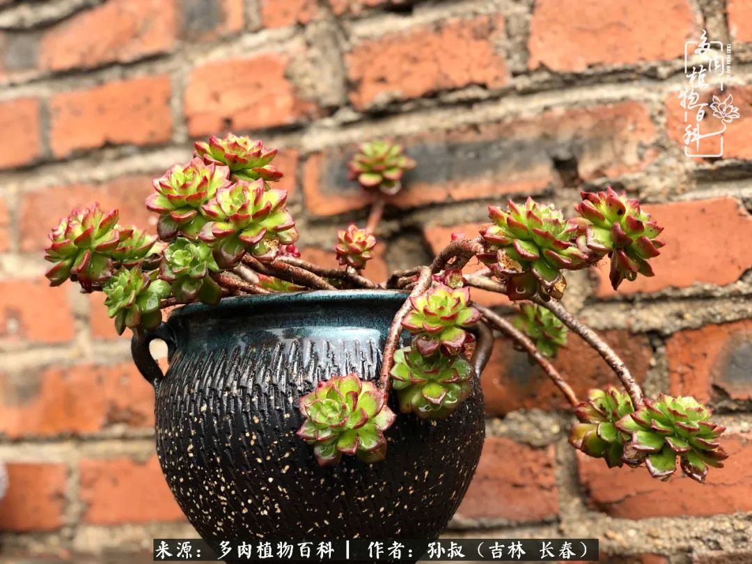 与多肉一起成长,与多肉相伴