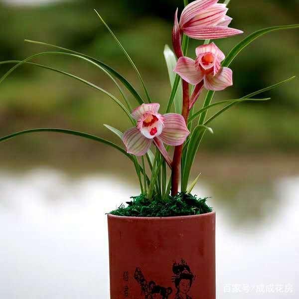 什么兰既好养开花又香,最好养的兰花四季兰介绍