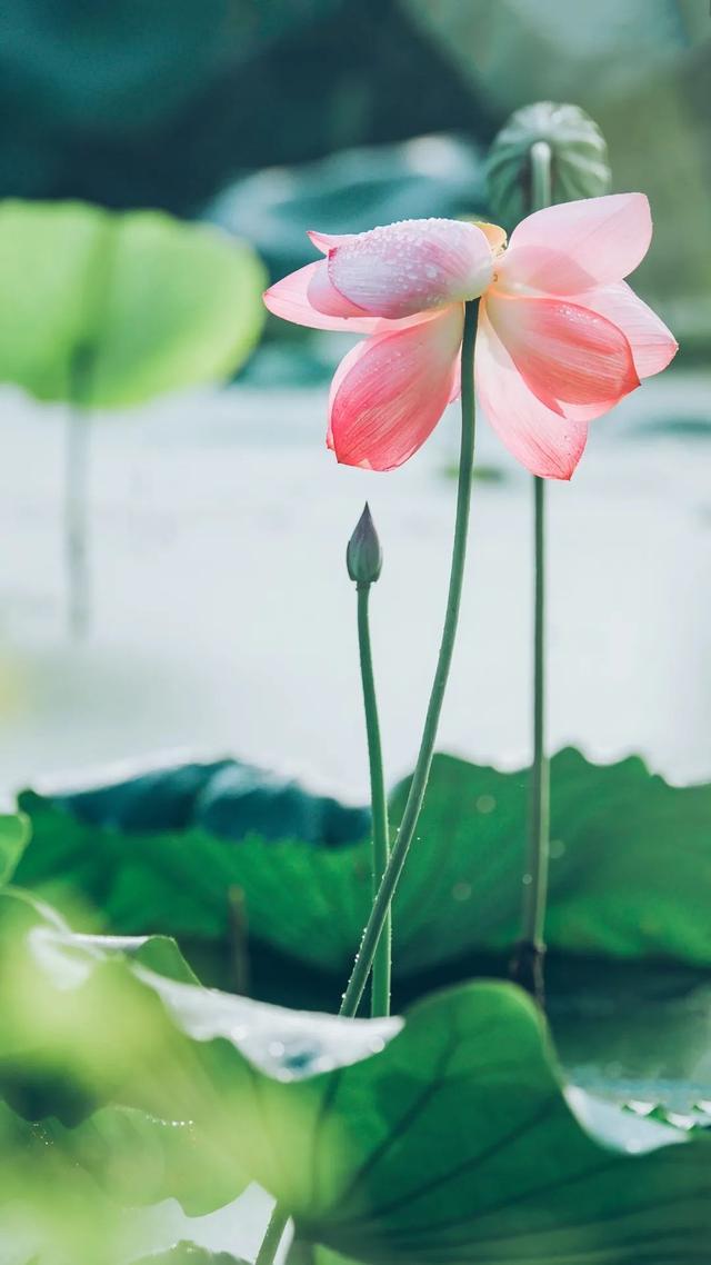 10首经典荷花诗词送你一夏清凉,最有韵味的荷花十首诗词