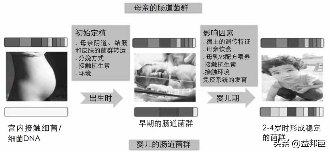 菌群紊乱的成因,菌群与身体疾病的关系