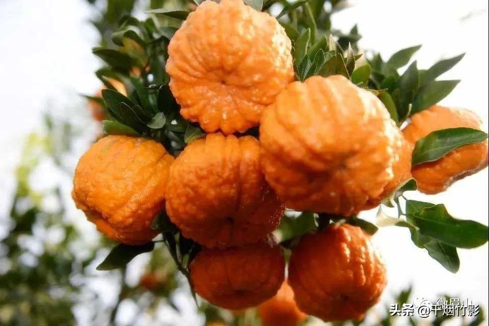 不知火春见,不知火丑橘春见