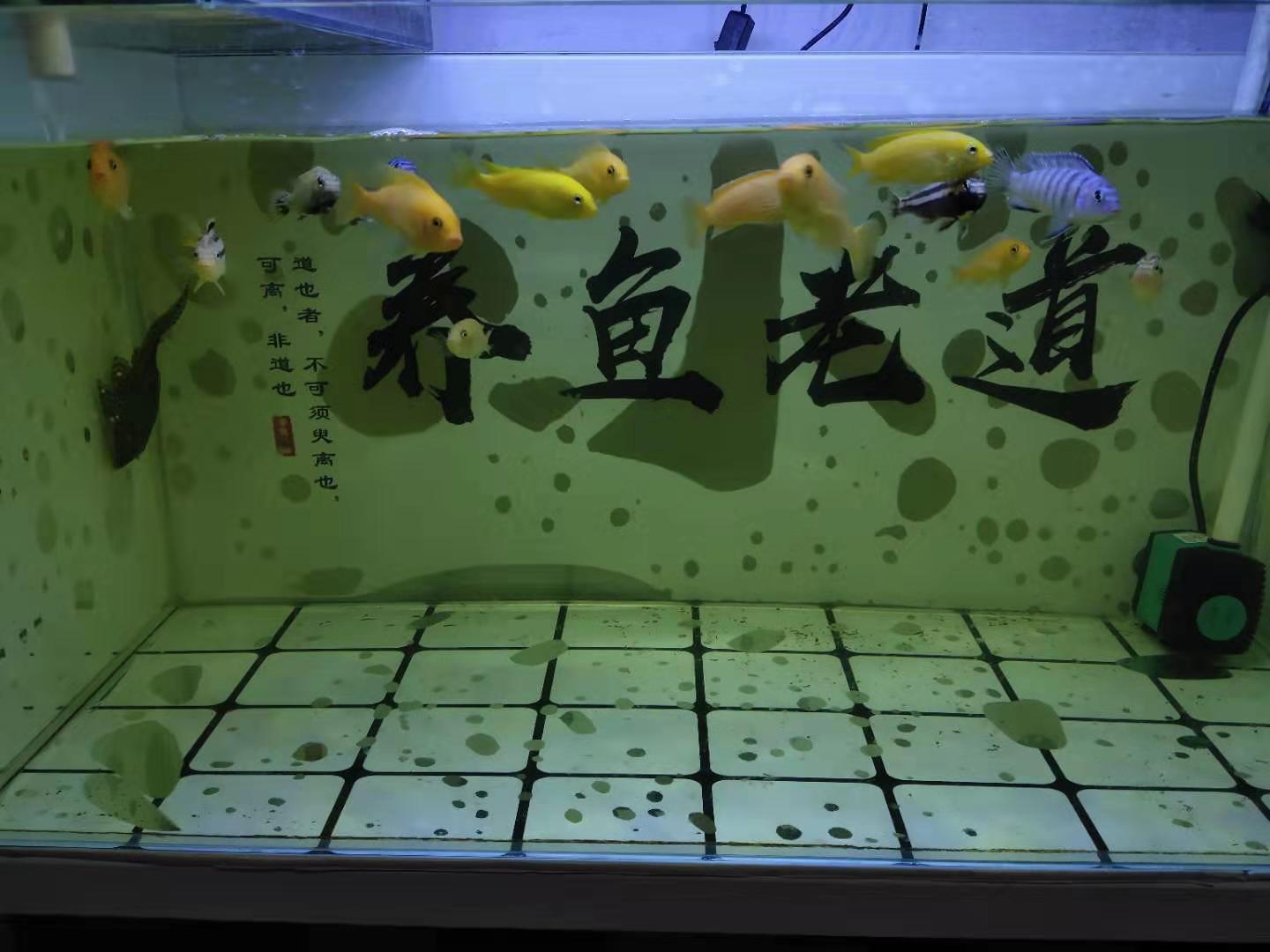 鱼缸水质白浊一夜恢复,解决鱼缸水白浊