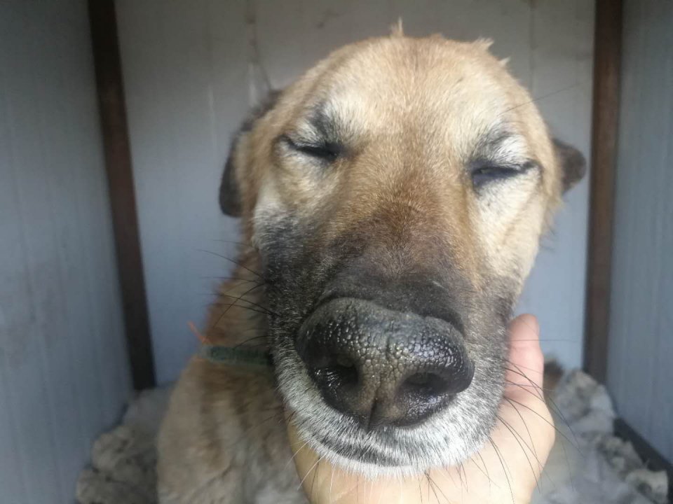 藏獒救主人感人瞬间,救助站救了一只被关多年的藏獒