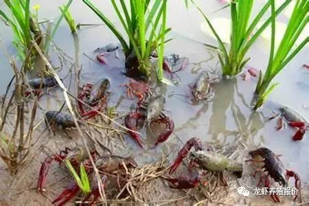 小龙虾养殖技术一亩投资多少钱,200亩小龙虾养殖