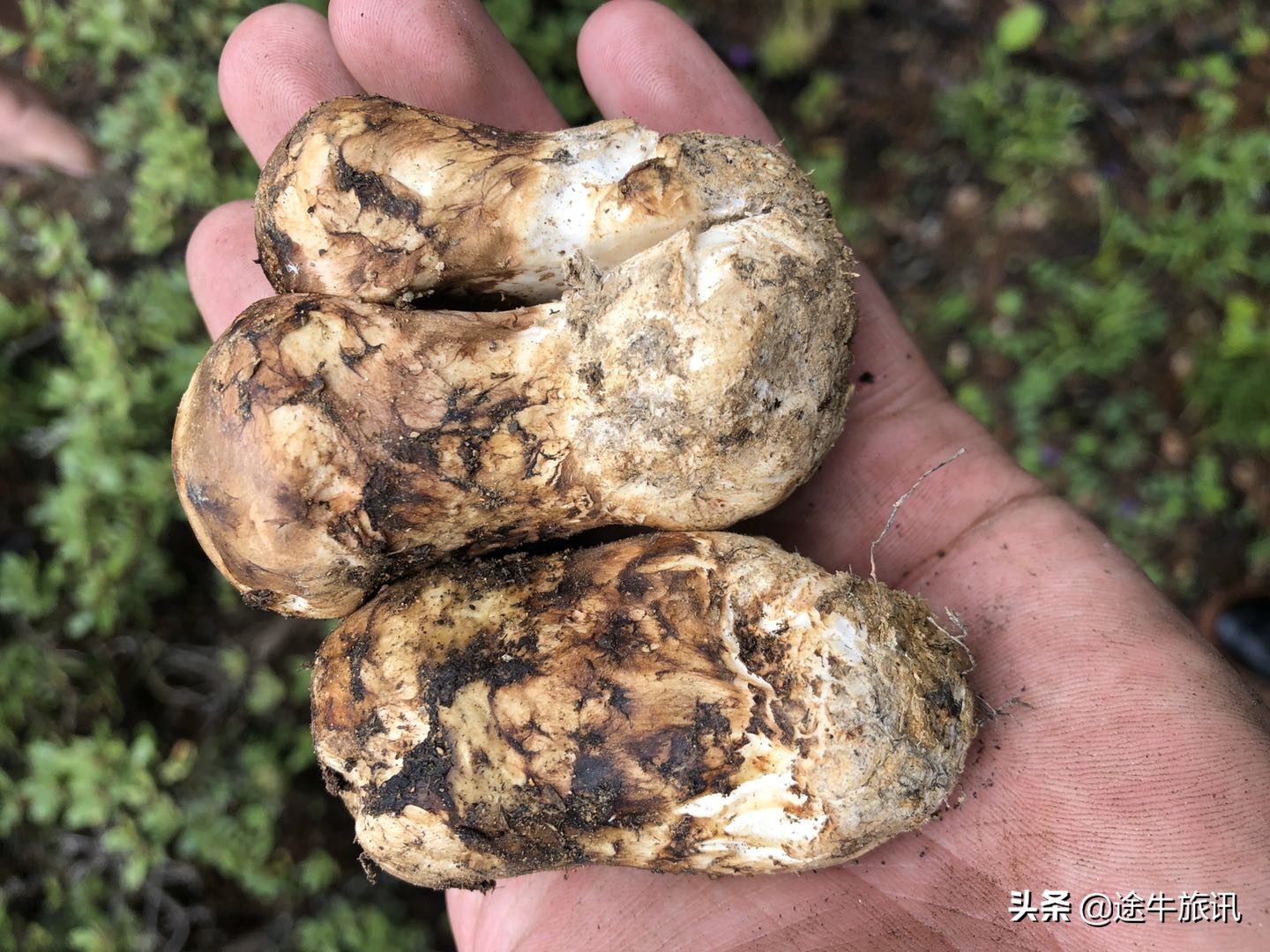 村里发展赤松茸产业助力乡村振兴,保护松茸资源助推乡村振兴