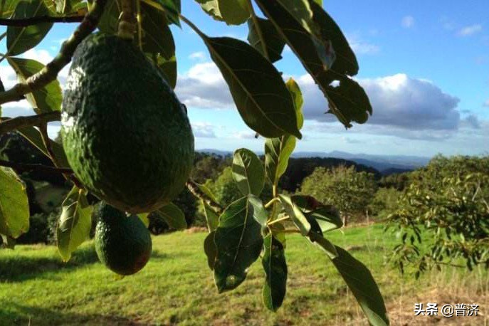 牛油果不好吃视频,进口牛油果为什么便宜