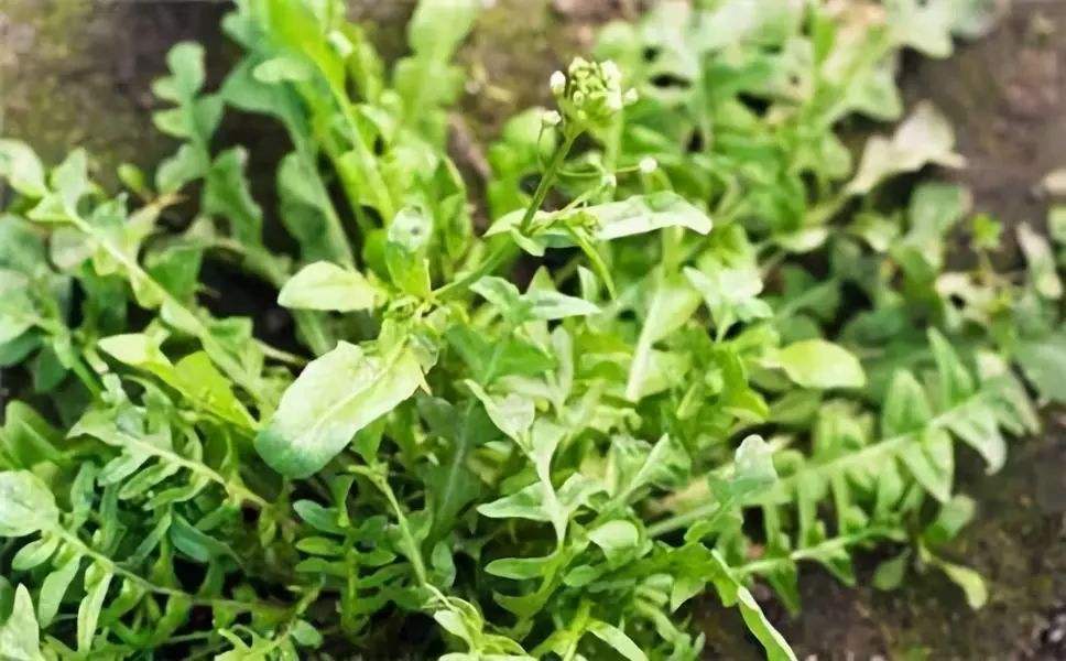 周作人的文学观念,周作人平和冲淡的散文的特点