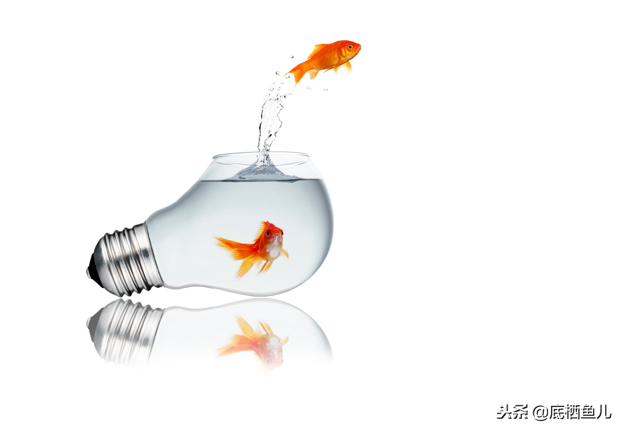 鱼眩晕怎么办呢,鱼腰偏头痛