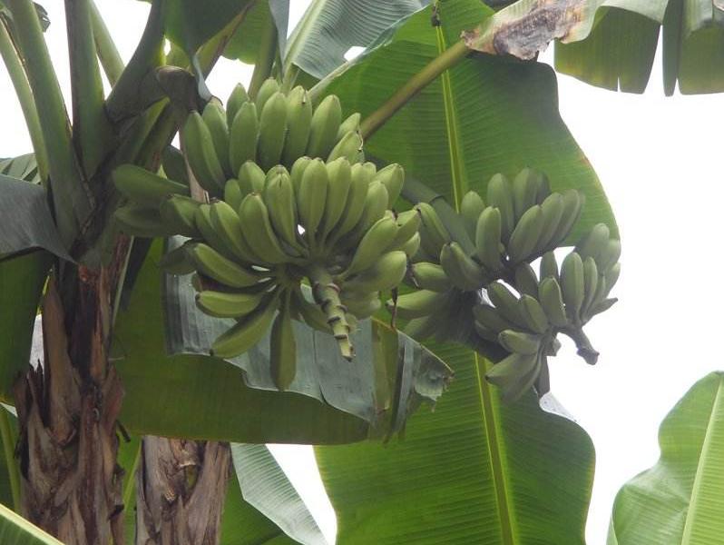 香蕉最低多少度会受冻,广西南宁香蕉受冻最新情况