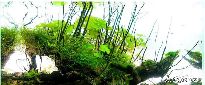 沉木与什么石头搭配造景,沉木造景选树桩还是拱桥