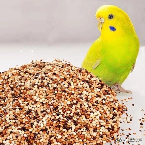 鹦鹉喂养的诀窍是什么,如何给鹦鹉鸟食物喂养好