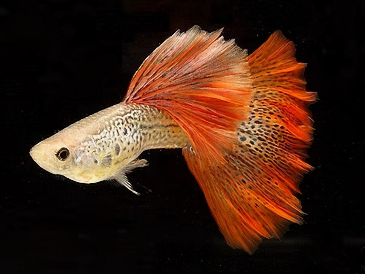 孔雀鱼公鱼异常活跃怎么办,新买的孔雀鱼怎么看有没有病