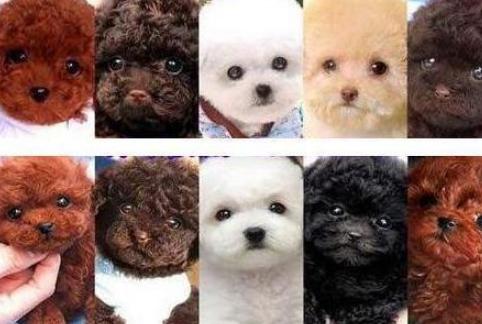 泰迪犬贵不贵好不好养,泰迪越小越值钱吗