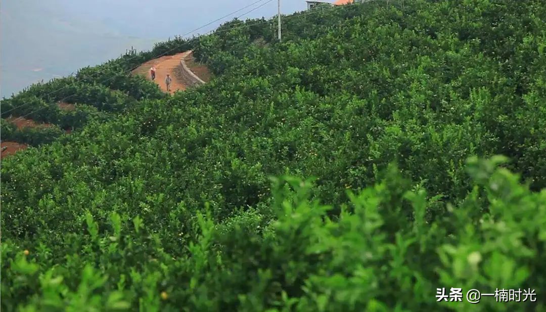 褚橙农业推广方式,褚橙未来走势