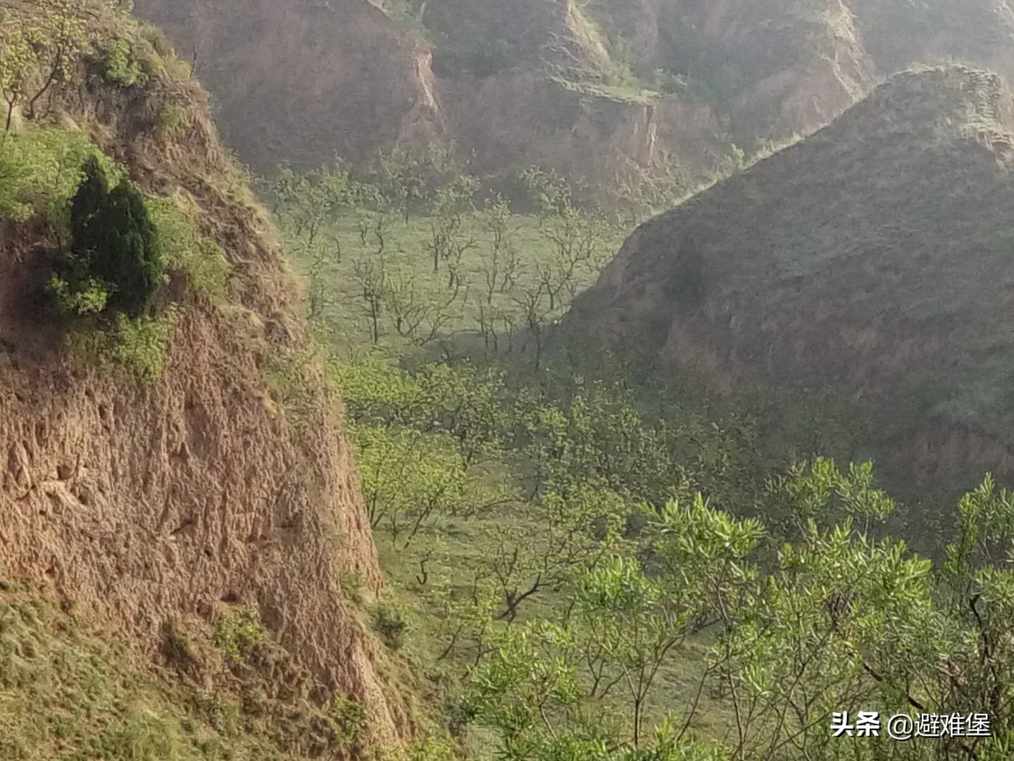用蜂蜜和红枣怎么做好喝,蜂蜜红枣红薯的做法
