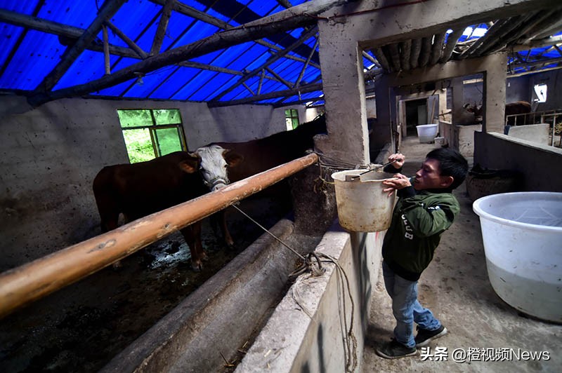 贵州养牛户王华银,贵州矮哥王华银的全部视频