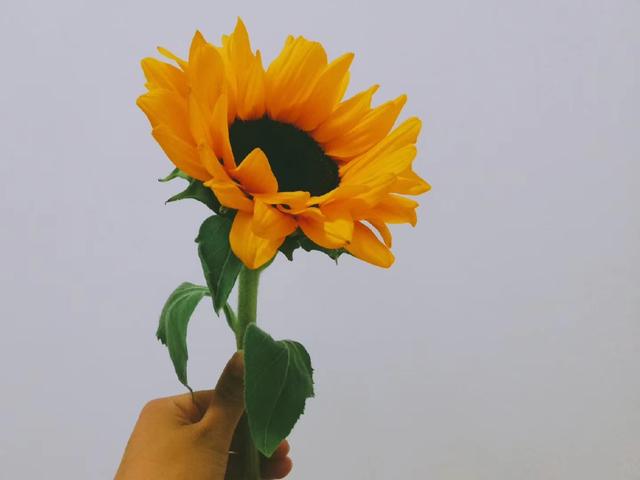 美术作业收获50字,学习美术绘画的收获