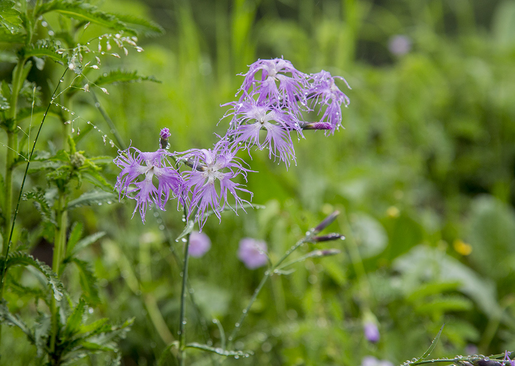 河北承德坝上草原京北第一草原,京北第一草原和坝上草原嘉年华