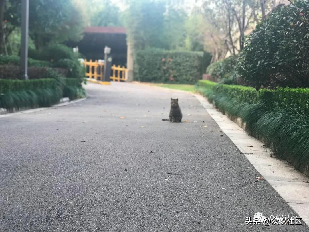 我在上海参与业委会的两年经历！事实证明没一个人了解业委会