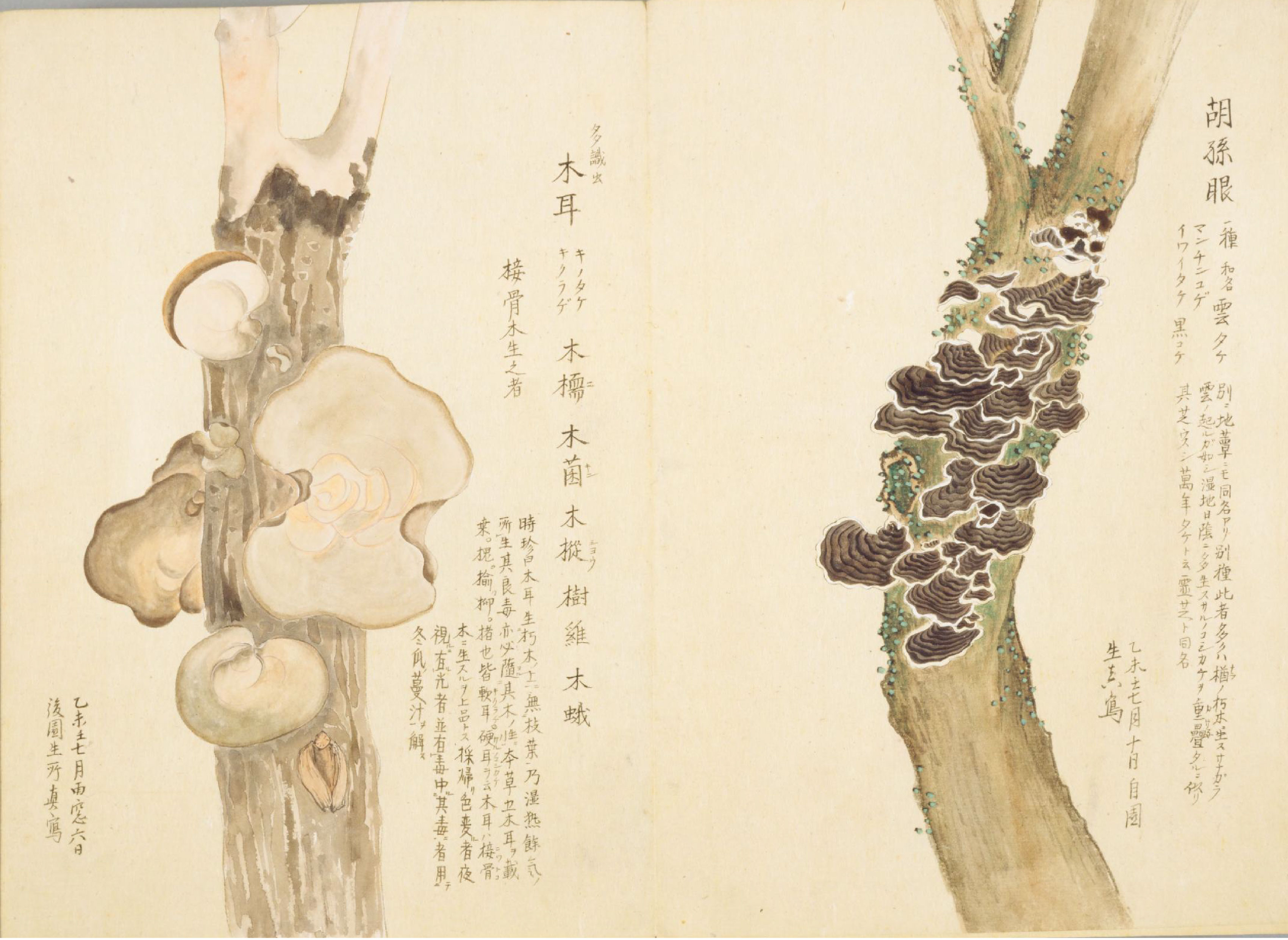 各种多彩菌图片大全,意式野菌图片大全